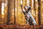 English Setter gives paw