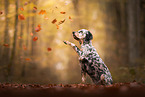 English Setter gives paw