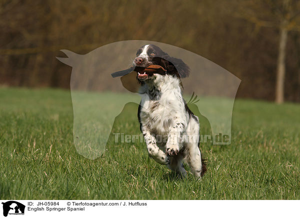 English Springer Spaniel / English Springer Spaniel / JH-05984