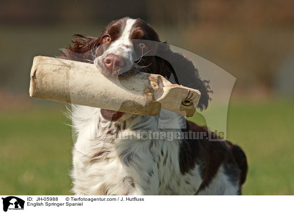English Springer Spaniel / English Springer Spaniel / JH-05988
