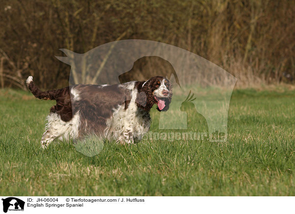 English Springer Spaniel / English Springer Spaniel / JH-06004