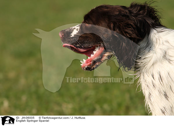 English Springer Spaniel / English Springer Spaniel / JH-06005