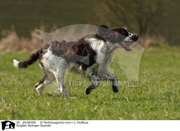 English Springer Spaniel / English Springer Spaniel / JH-06006