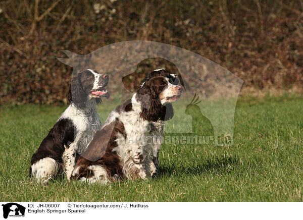 English Springer Spaniel / English Springer Spaniel / JH-06007
