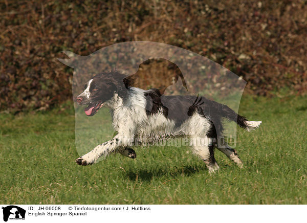 English Springer Spaniel / English Springer Spaniel / JH-06008