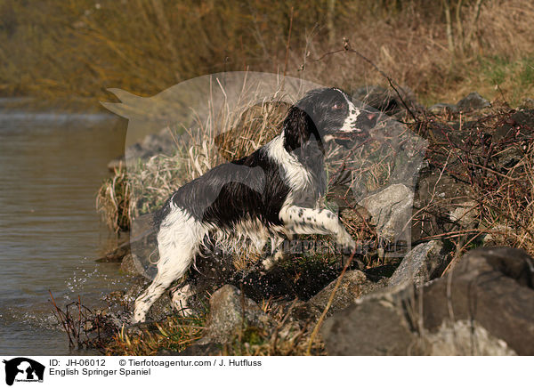 English Springer Spaniel / English Springer Spaniel / JH-06012