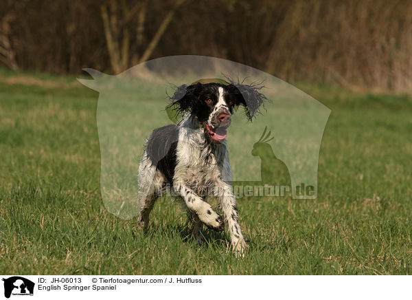 English Springer Spaniel / English Springer Spaniel / JH-06013