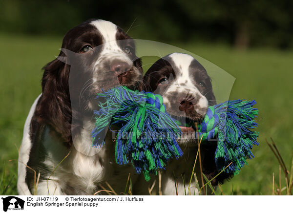 English Springer Spaniel Welpe / English Springer Spaniel puppy / JH-07119