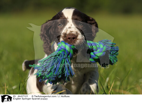 English Springer Spaniel Welpe / English Springer Spaniel puppy / JH-07121