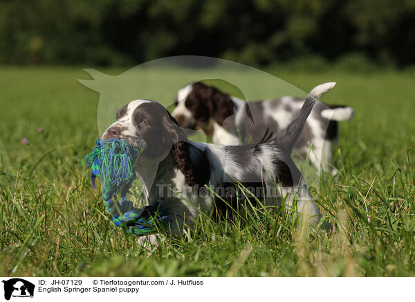English Springer Spaniel Welpe / English Springer Spaniel puppy / JH-07129