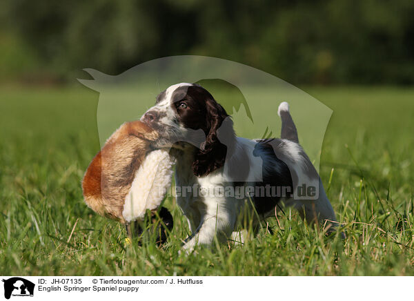 English Springer Spaniel Welpe / English Springer Spaniel puppy / JH-07135