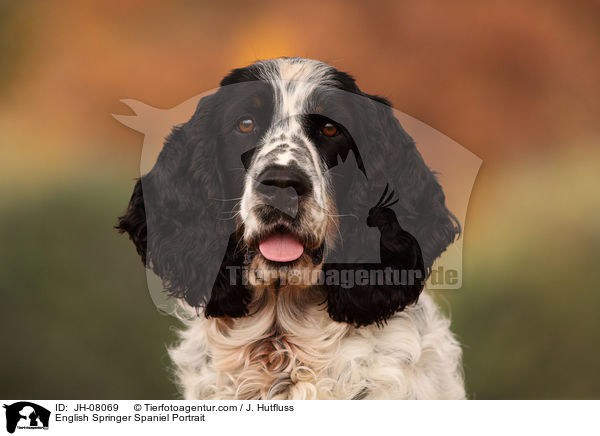 English Springer Spaniel Portrait / English Springer Spaniel Portrait / JH-08069