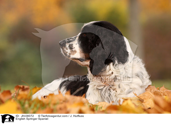 English Springer Spaniel / English Springer Spaniel / JH-08072