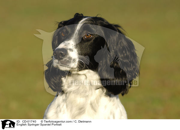 English Springer Spaniel Portrait / CD-01740