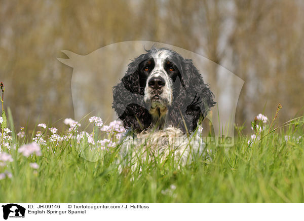 English Springer Spaniel / English Springer Spaniel / JH-09146