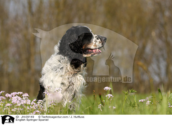 English Springer Spaniel / English Springer Spaniel / JH-09149