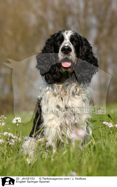 English Springer Spaniel / JH-09153