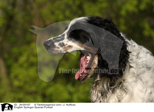 English Springer Spaniel Portrait / English Springer Spaniel Portrait / JH-09167