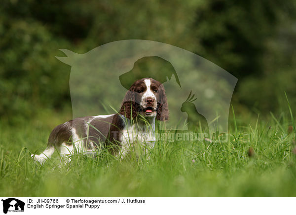 English Springer Spaniel Welpe / English Springer Spaniel Puppy / JH-09766