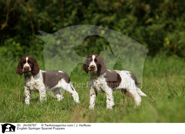 English Springer Spaniel Welpen / English Springer Spaniel Puppies / JH-09767