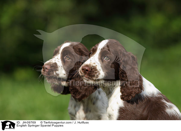 English Springer Spaniel Welpen / English Springer Spaniel Puppies / JH-09769