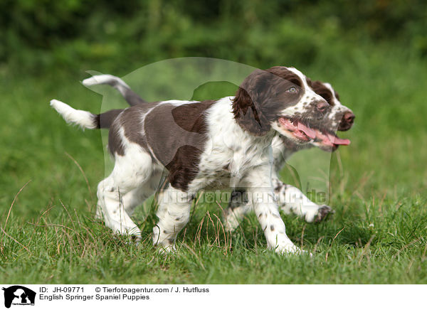 English Springer Spaniel Welpen / English Springer Spaniel Puppies / JH-09771