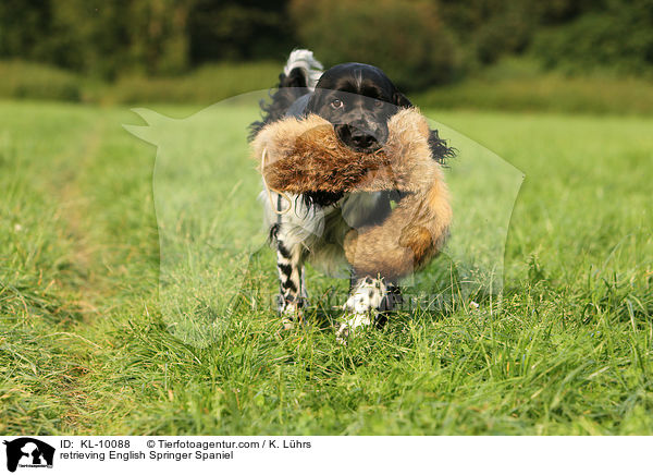 apportierender English Springer Spaniel / retrieving English Springer Spaniel / KL-10088