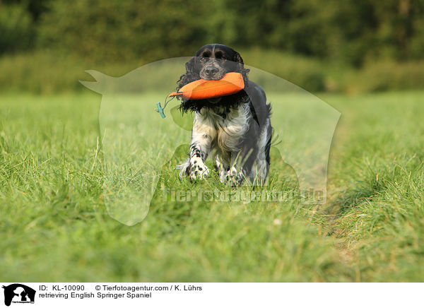 apportierender English Springer Spaniel / retrieving English Springer Spaniel / KL-10090