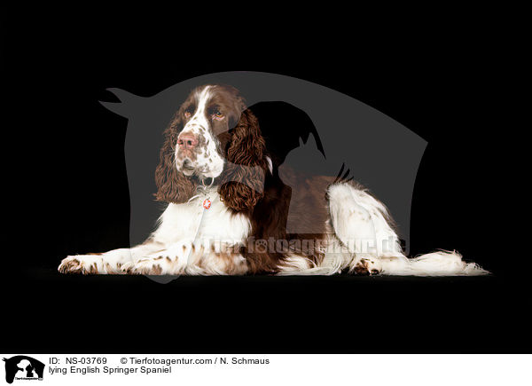 liegender English Springer Spaniel / lying English Springer Spaniel / NS-03769