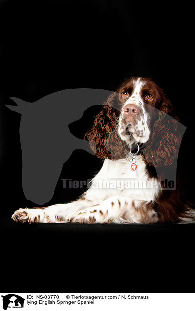 liegender English Springer Spaniel / lying English Springer Spaniel / NS-03770