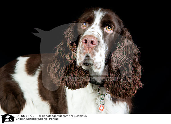 English Springer Spaniel Portrait / English Springer Spaniel Portrait / NS-03772