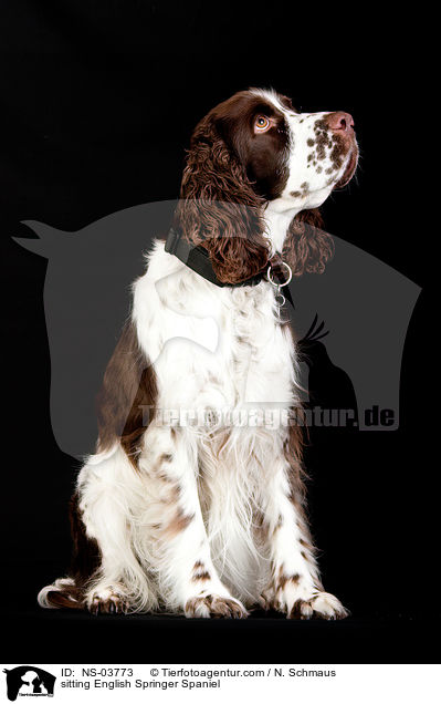 sitzender English Springer Spaniel / sitting English Springer Spaniel / NS-03773