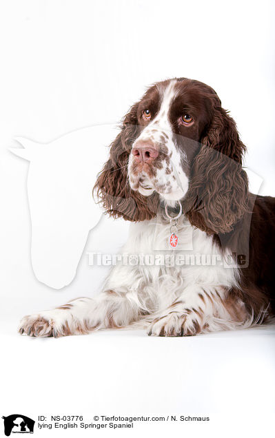liegender English Springer Spaniel / lying English Springer Spaniel / NS-03776