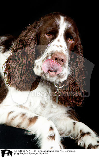 liegender English Springer Spaniel / lying English Springer Spaniel / NS-03777