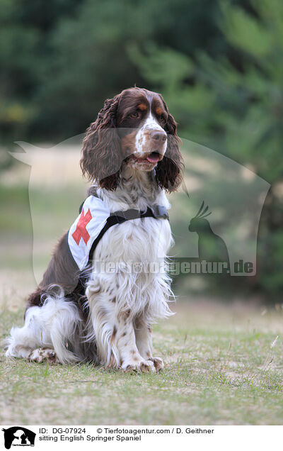 sitzender English Springer Spaniel / sitting English Springer Spaniel / DG-07924