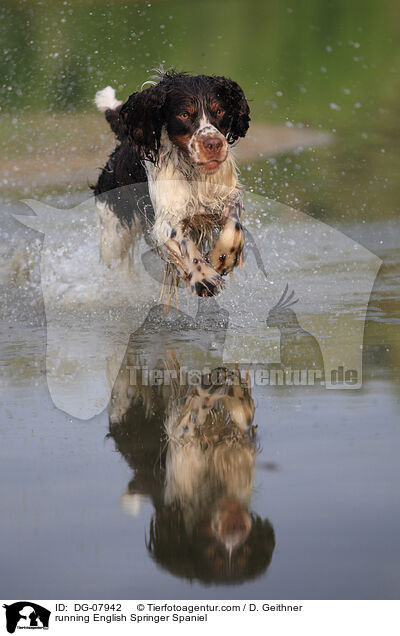 running English Springer Spaniel / DG-07942