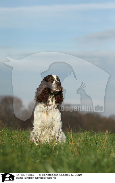 sitzender English Springer Spaniel / sitting English Springer Spaniel / KL-13567