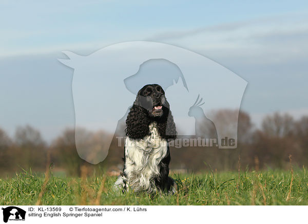 sitzender English Springer Spaniel / sitting English Springer Spaniel / KL-13569