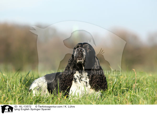 liegender English Springer Spaniel / lying English Springer Spaniel / KL-13572