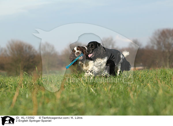 2 English Springer Spaniel / KL-13592