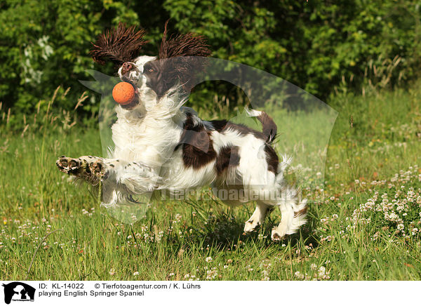 spielender English Springer Spaniel / playing English Springer Spaniel / KL-14022
