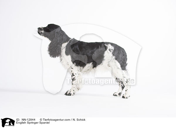 English Springer Spaniel / English Springer Spaniel / NN-12844