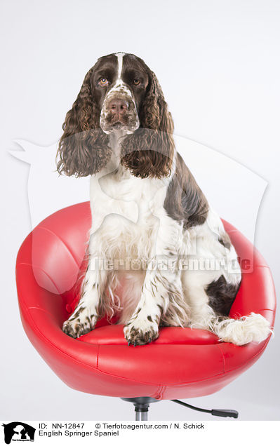 English Springer Spaniel / English Springer Spaniel / NN-12847