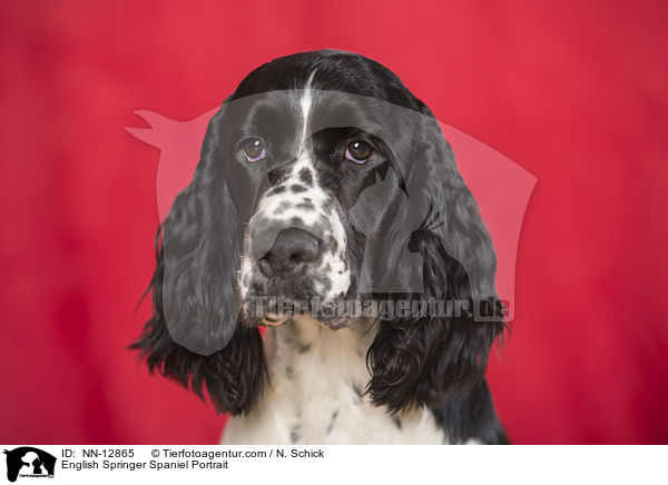 English Springer Spaniel Portrait / English Springer Spaniel Portrait / NN-12865