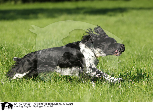 rennender English Springer Spaniel / running English Springer Spaniel / KL-15429