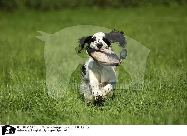 apportierender English Springer Spaniel / retrieving English Springer Spaniel / KL-15435