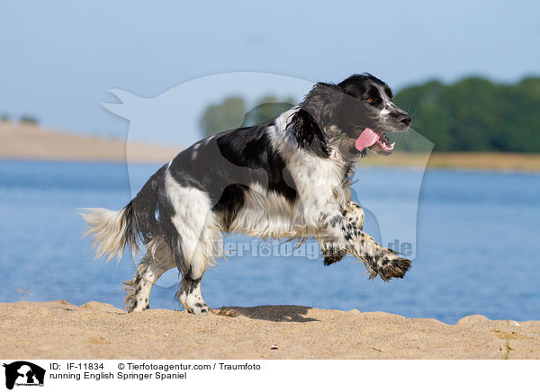 rennender English Springer Spaniel / running English Springer Spaniel / IF-11834