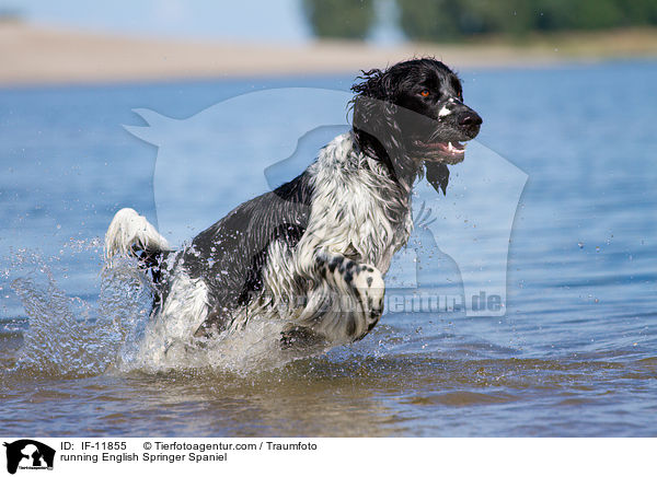 rennender English Springer Spaniel / running English Springer Spaniel / IF-11855