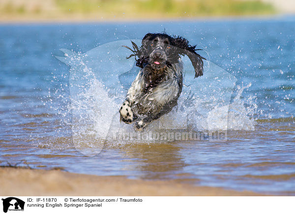 running English Springer Spaniel / IF-11870