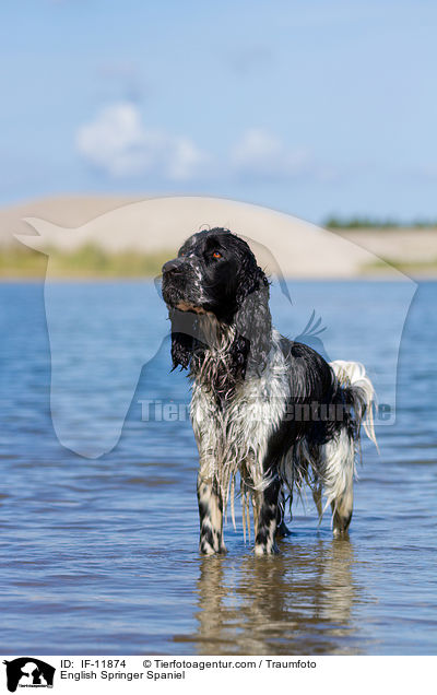 English Springer Spaniel / English Springer Spaniel / IF-11874